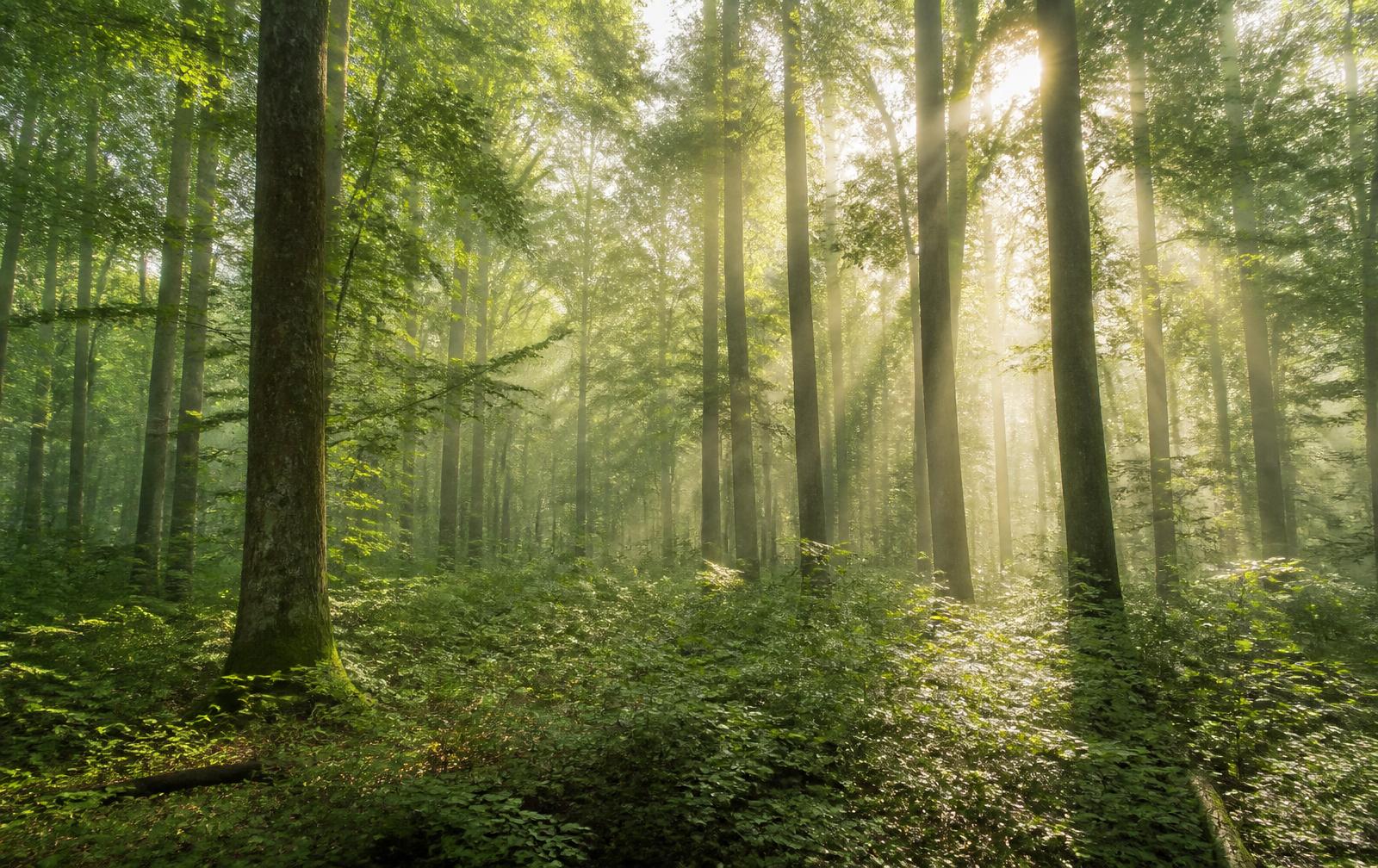 Bosque de montaña con luz natural entre los árboles